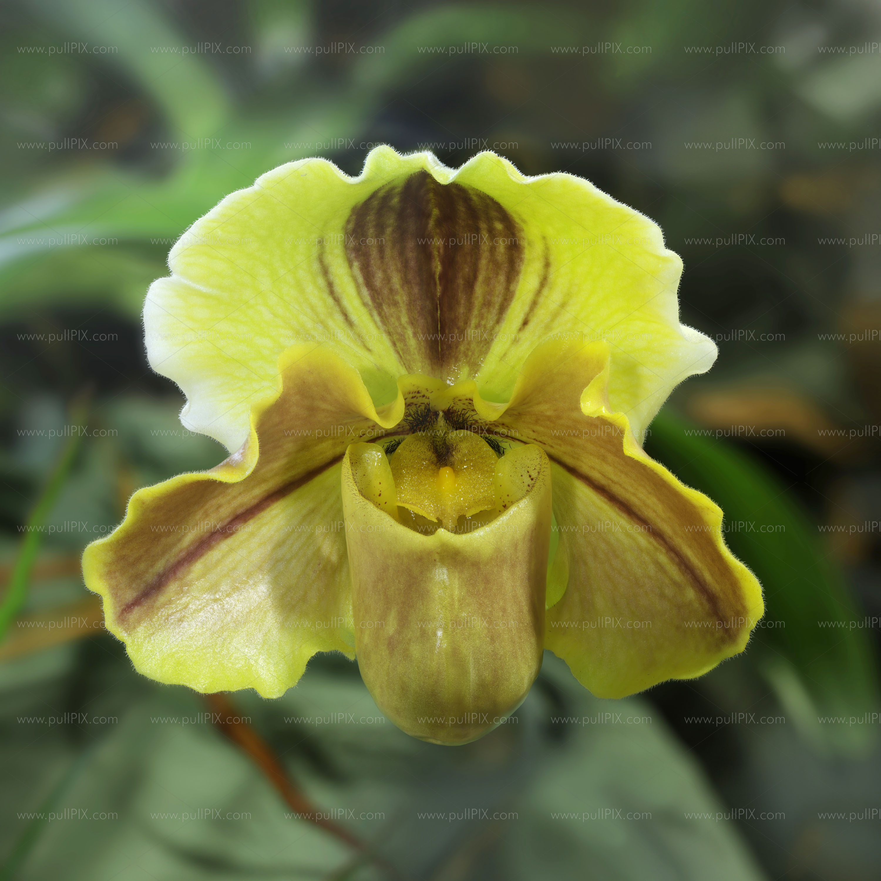 Preview tropische orchidee.jpg